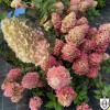 Hydrangea paniculata 'Pinkachu' - Aedhortensia 'Pinkachu' C1/1L